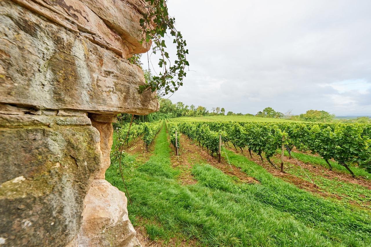 Dohlmühle Gästehaus&Weingut Flonheim Exterior foto